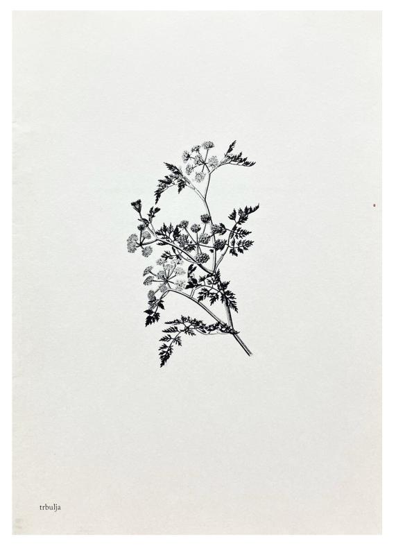 Trbuljak. To botanics and other plant and art lovers, 2011