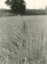 OHO Group, Milenko Matanović: Žito in vrvica / Wheat and rope, 1969
(black-and-white print) 
 ...