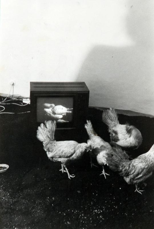 kikeriki-tv